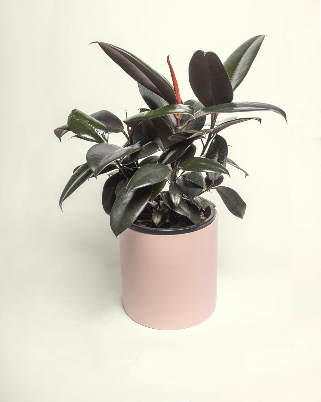 Burgundy Rubber Plant