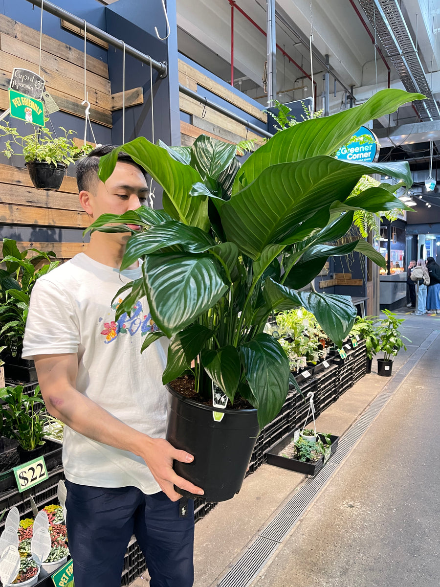 Spathiphyllum Peace Lily Sweet Romano.