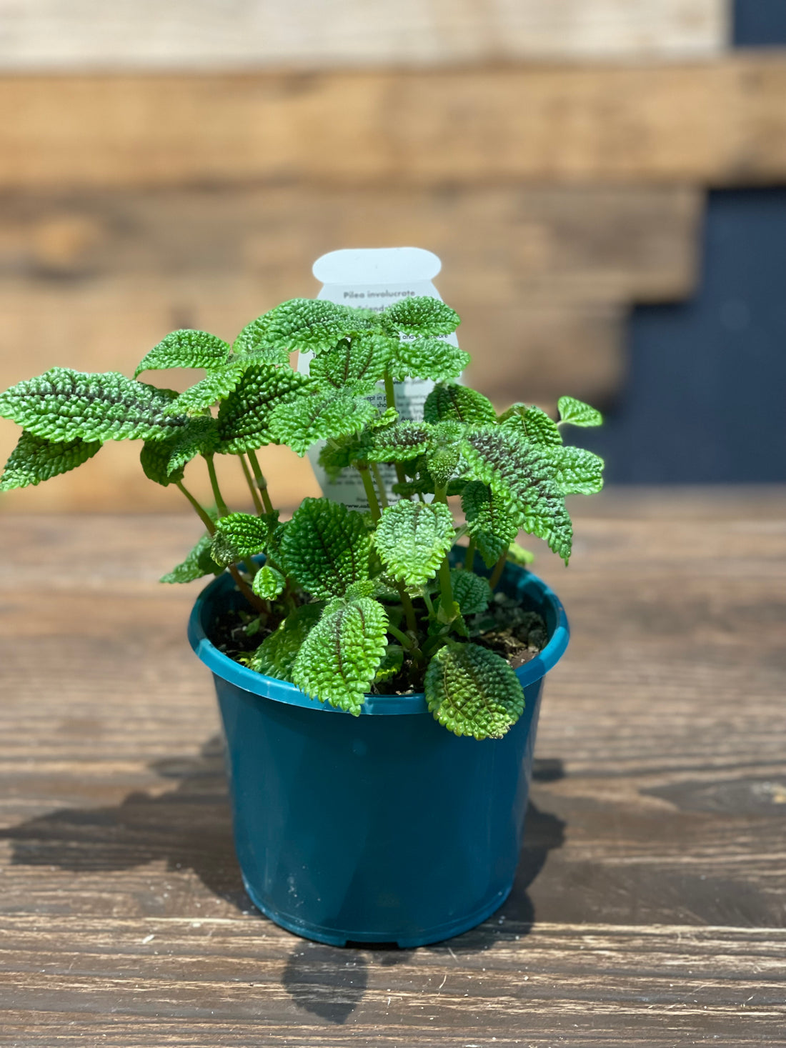 Pilea Involucrate “The Friendship Plant” - Greener Corner