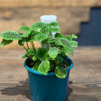 Pilea Involucrate “The Friendship Plant” - Greener Corner