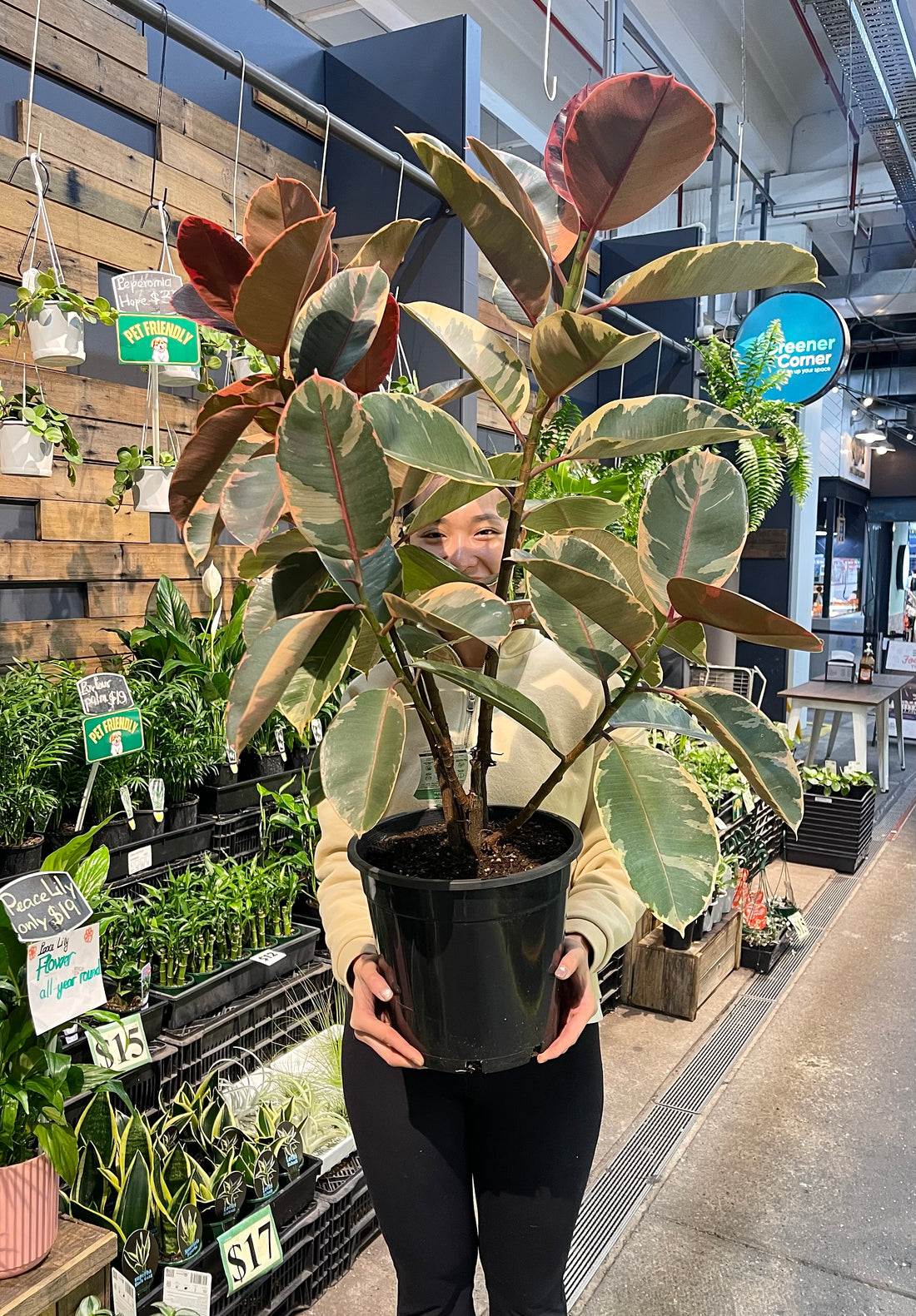 Ruby Ficus Elastica Rubber Plant 200mm.