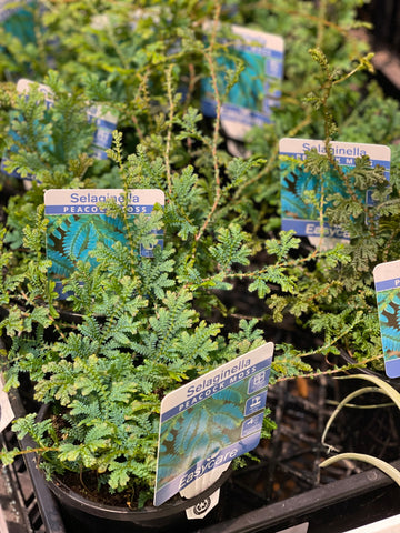 Selaginella Peacock Moss