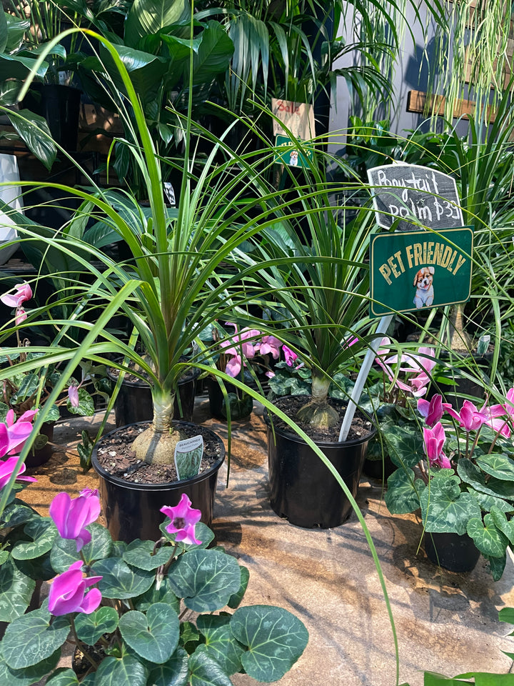 Pony tail palm.