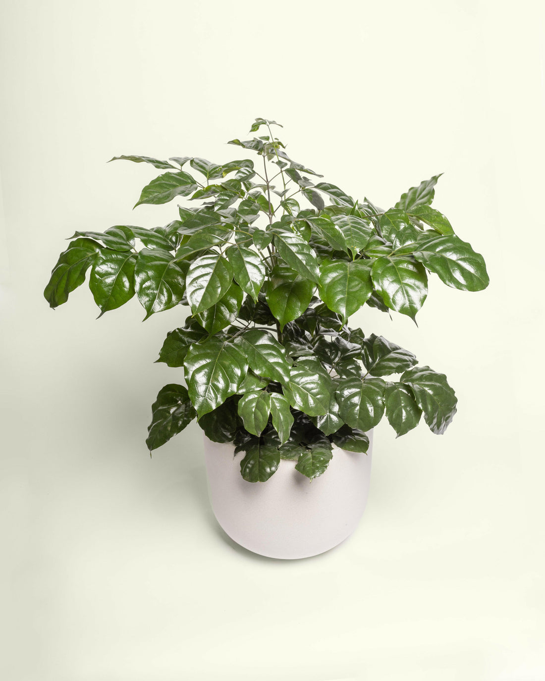 Radermachera Sinica China Doll Plant