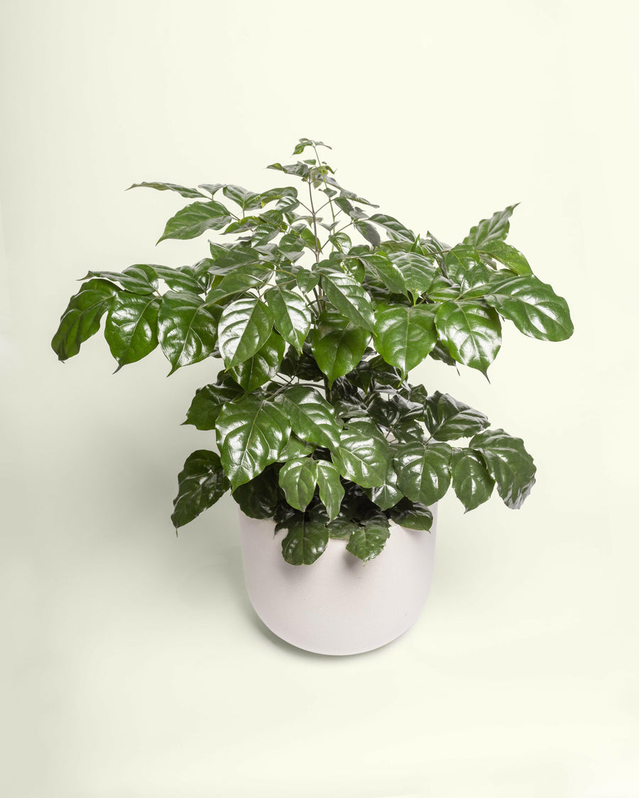 Radermachera Sinica China Doll Plant