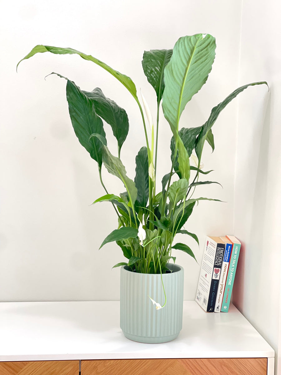 Spathiphyllum Peace Lily