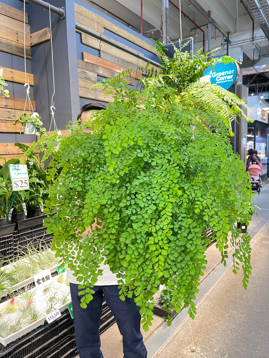 Maiden Hair Fern.