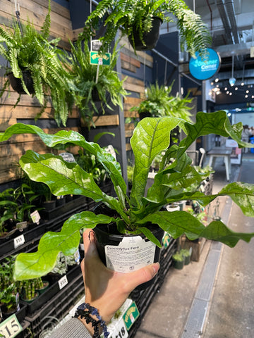 Crocodyllus Fern