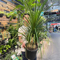 Pony tail palm.
