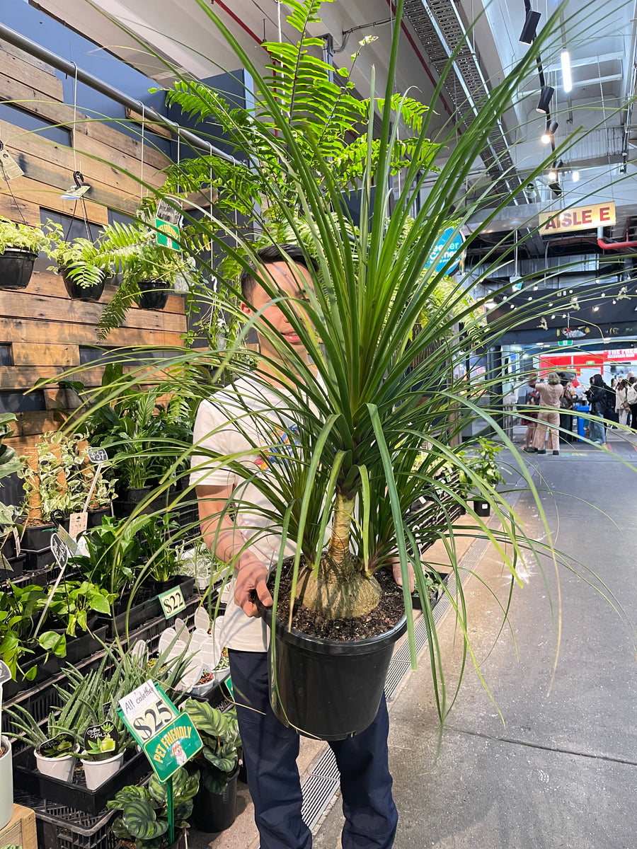 Pony tail palm.