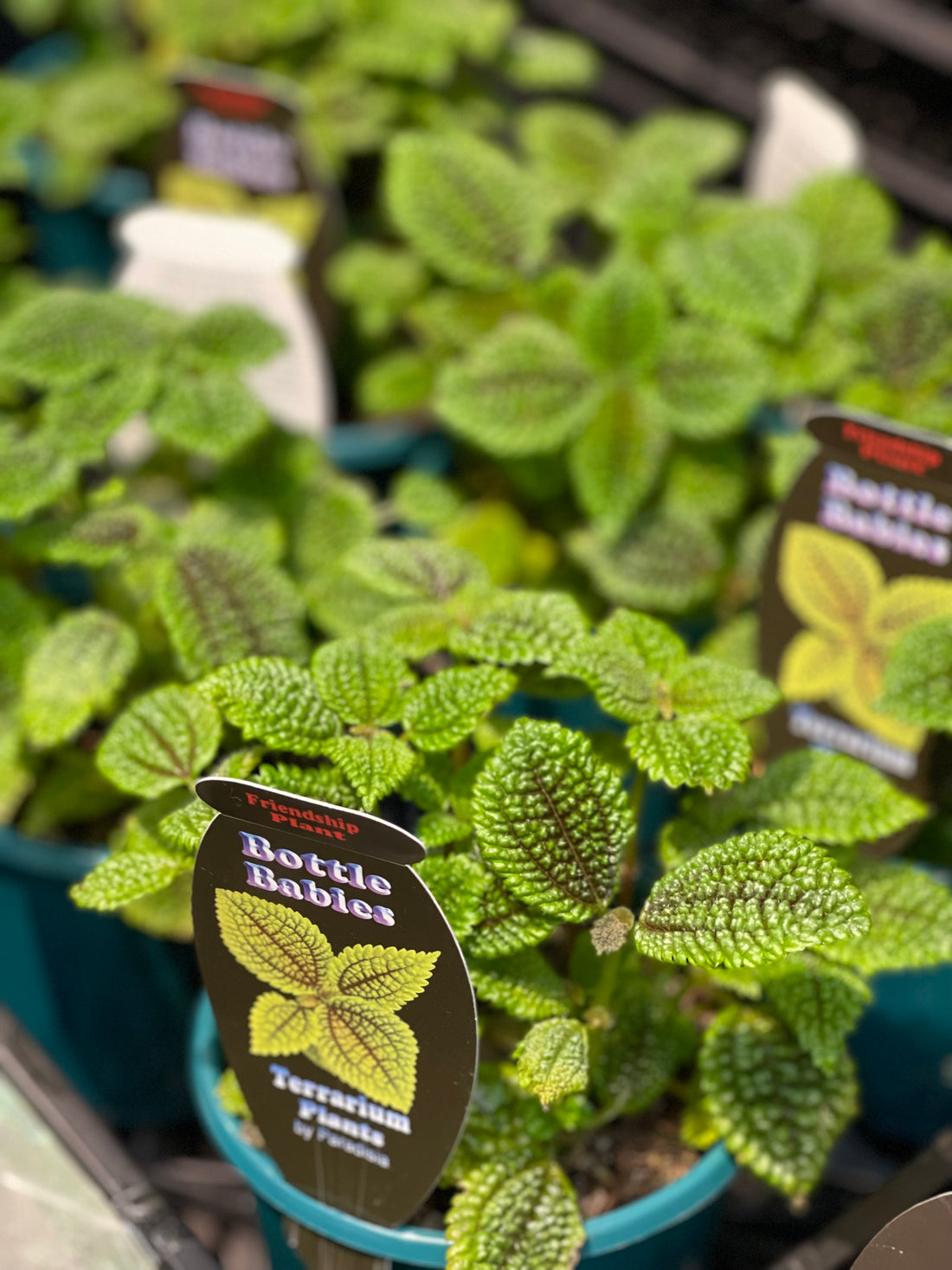 Pilea Involucrate “The Friendship Plant” - Greener Corner