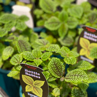 Pilea Involucrate “The Friendship Plant” - Greener Corner