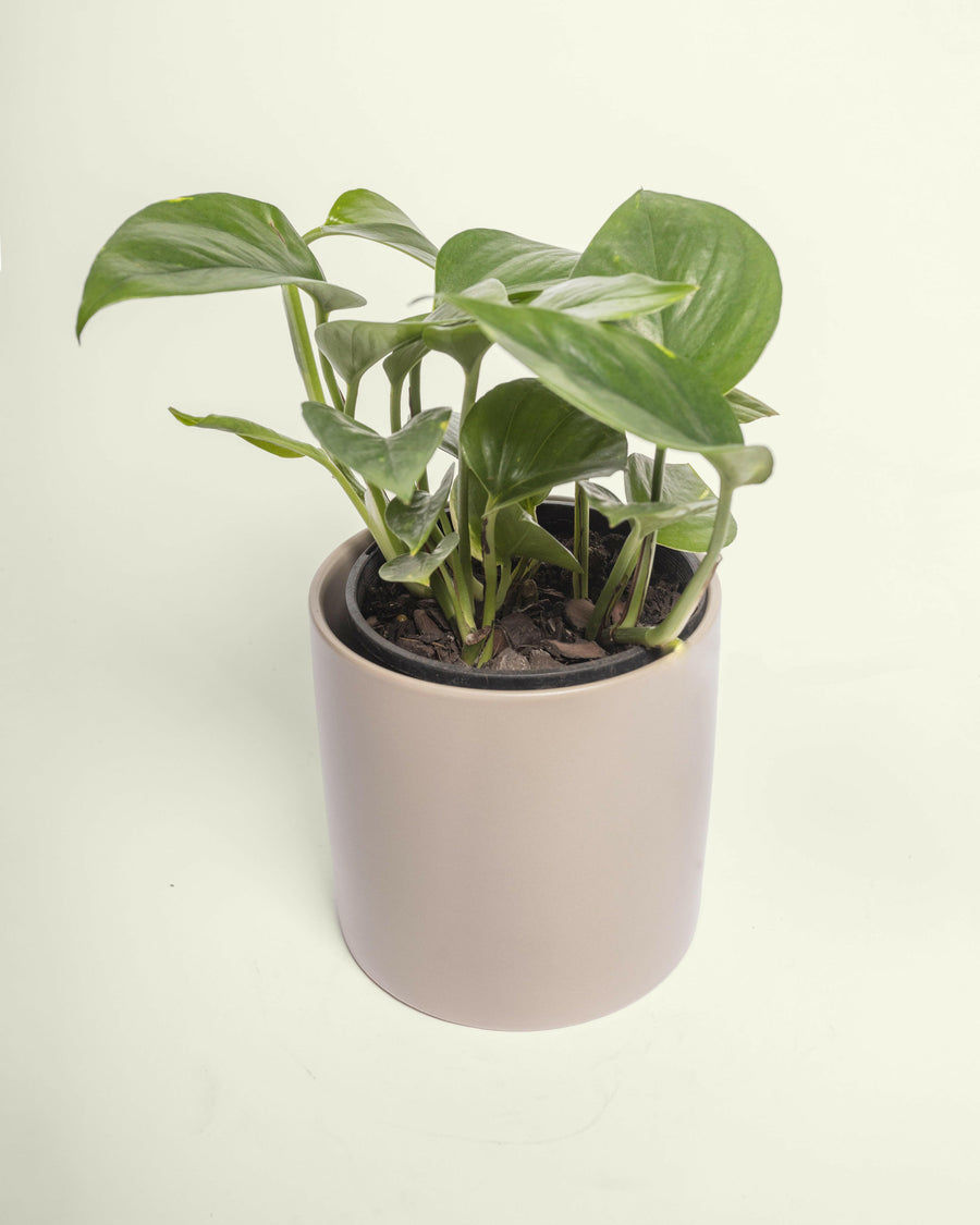 Epipremnum Devil’s Ivy 120mm