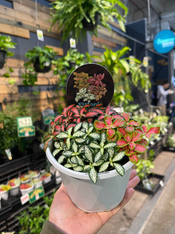Fittonia (Nerve Plants)