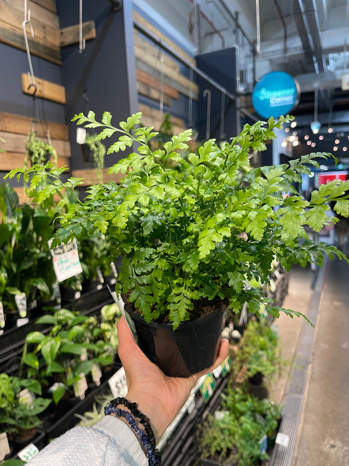 Rumohra adiantiformis Leather Fern - Greener Corner