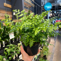 Rumohra adiantiformis Leather Fern - Greener Corner