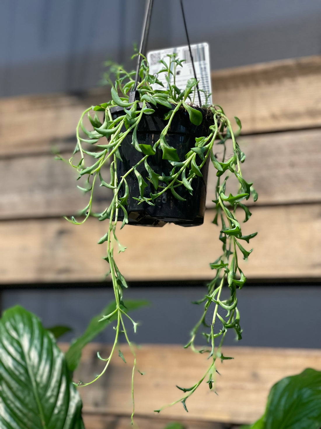 Senecio peregrinus Dolphin Plant - String of Dolphin - Greener Corner
