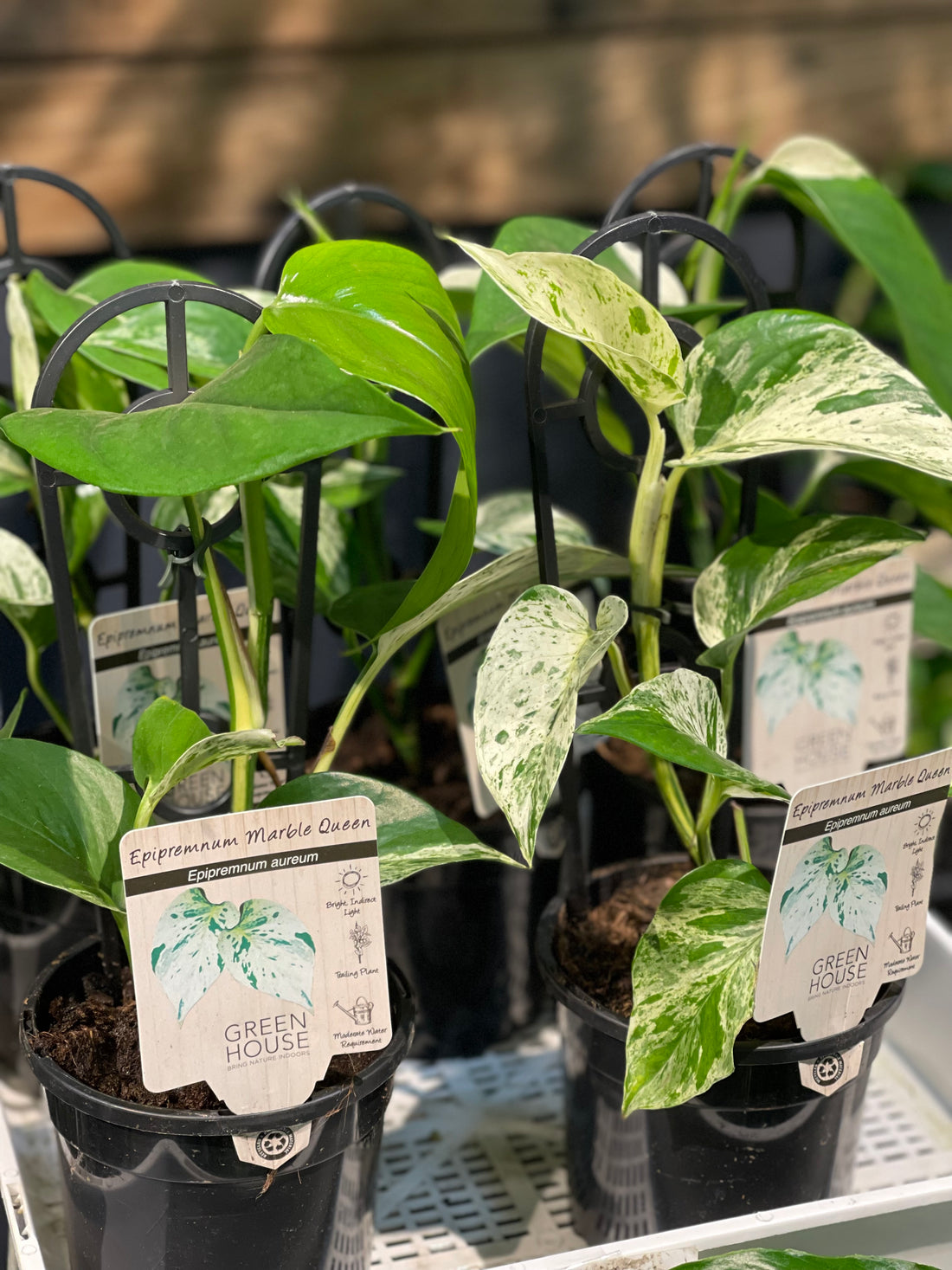 Epipremnum Marble Queen.