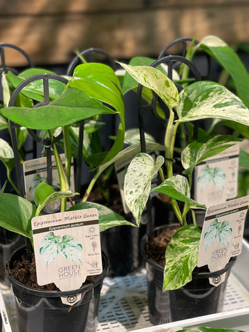 Epipremnum Marble Queen