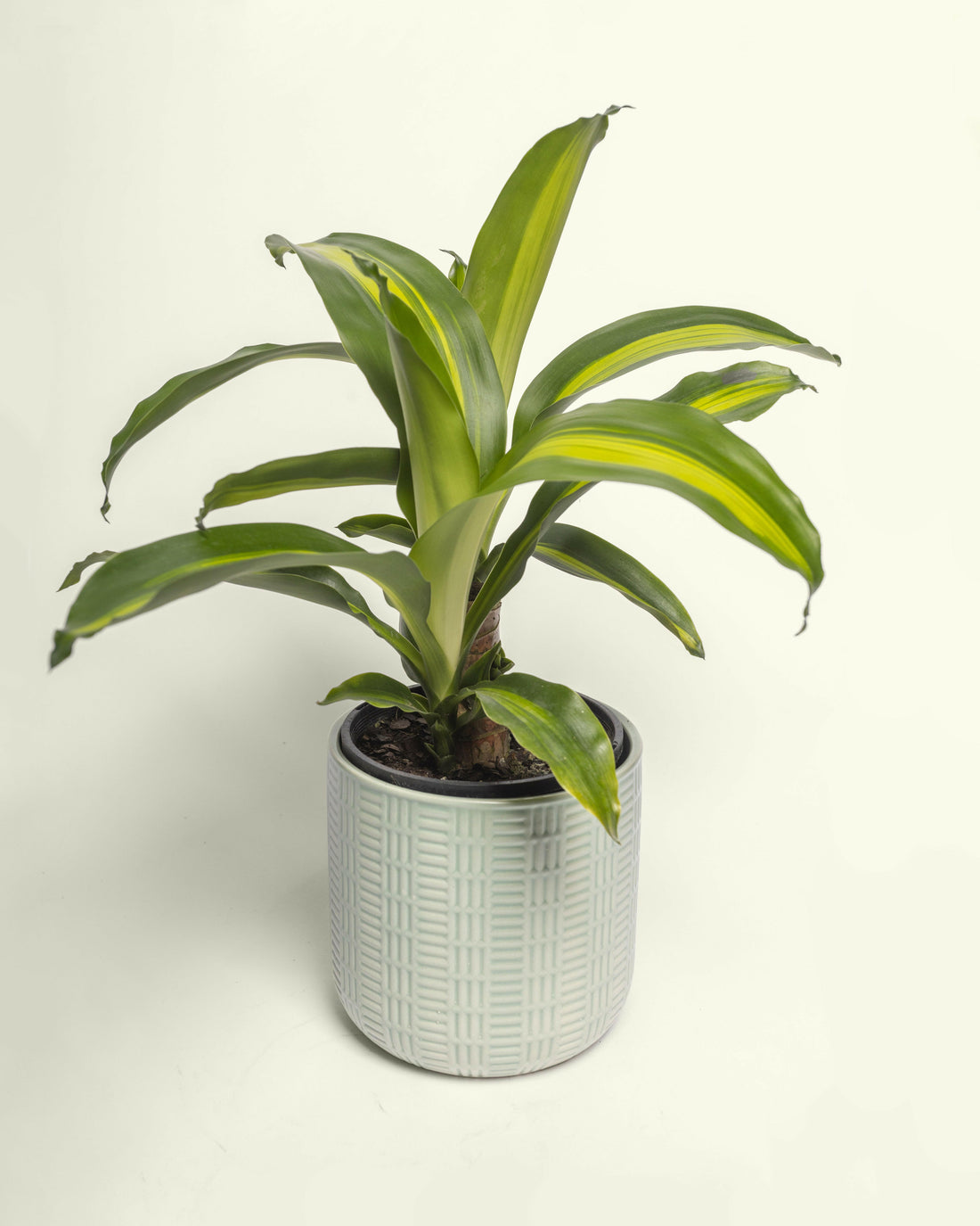 Happy Plant