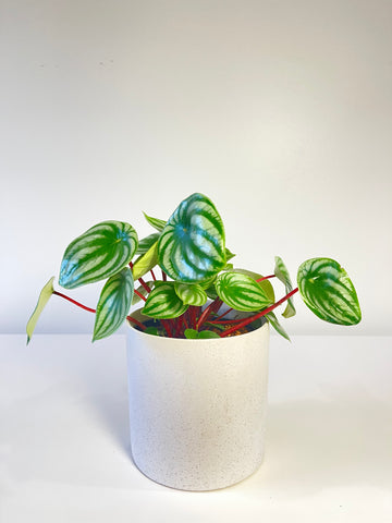 Pepperomia Melon Peru