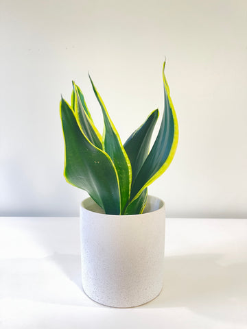 Small Snake Plant 120mm