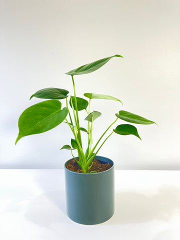 Monstera Delicosa