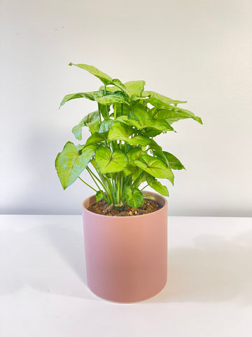 Syngonium Sunshine Speckle 120mm