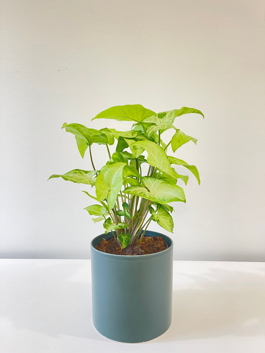 Syngonium Sunshine Speckle 120mm