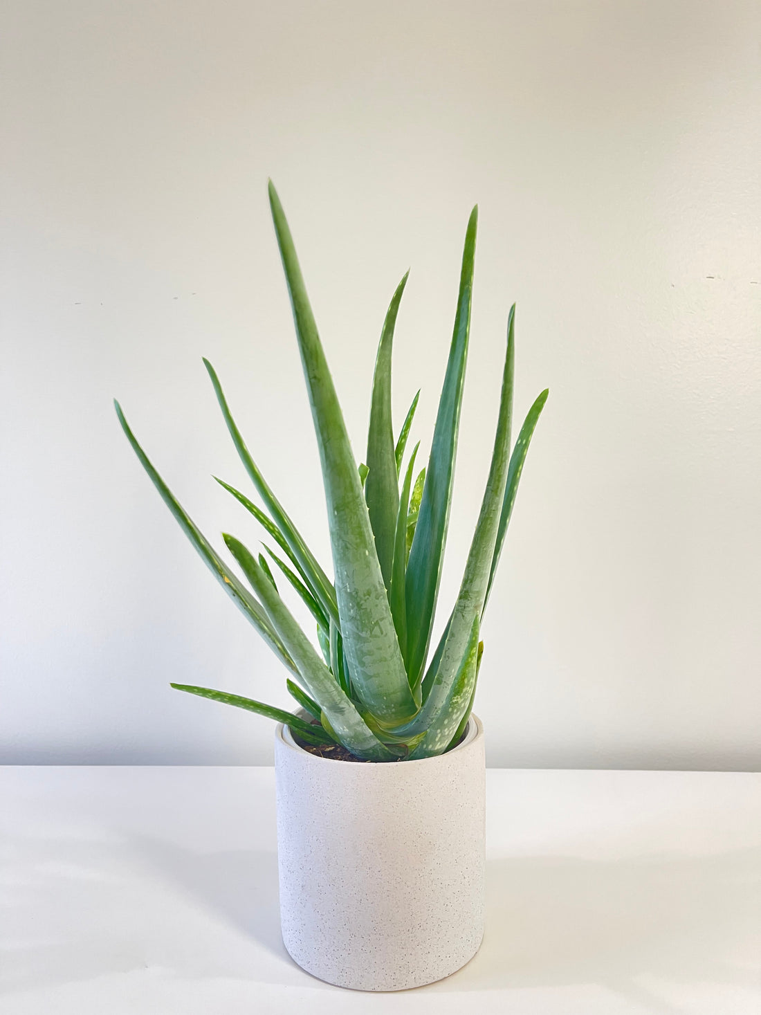 Aloe Vera Plant 130mm