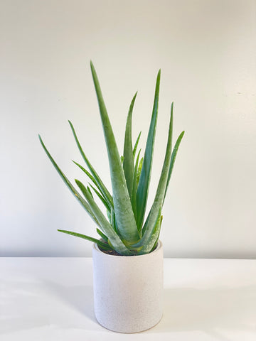 Aloe Vera Plant 130mm