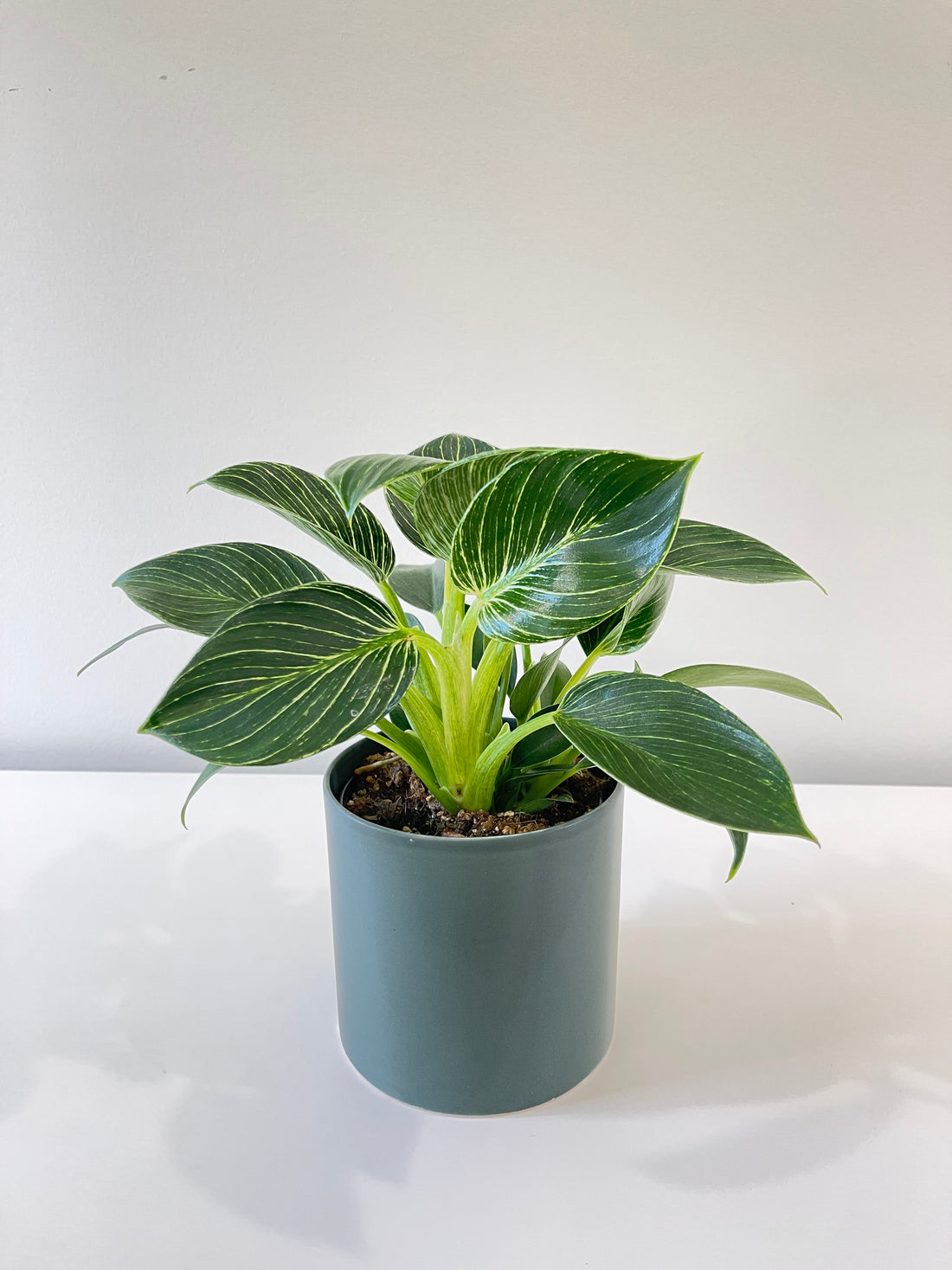 Philodendron Birkin