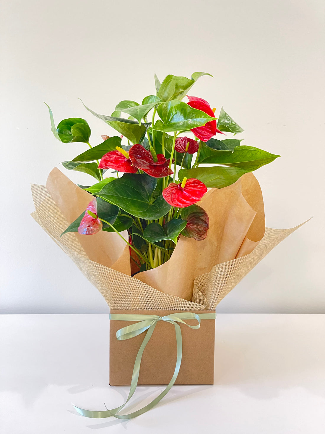 Flowering Red Anthurium 140mm