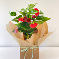 Flowering Red Anthurium 140mm