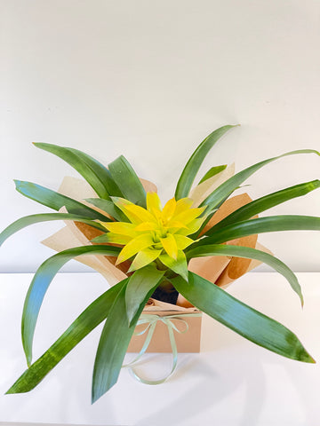 Flowering Bromeliads 140mm