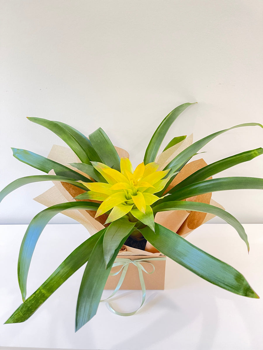 Flowering Bromeliads 140mm.