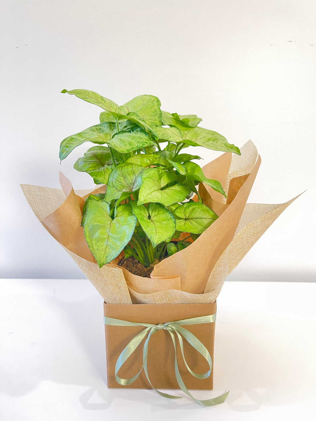 Syngonium Sunshine Speckle 120mm
