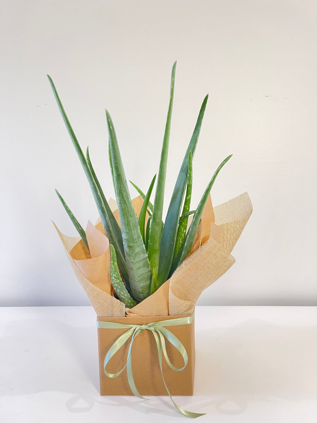 Aloe Vera Plant 130mm