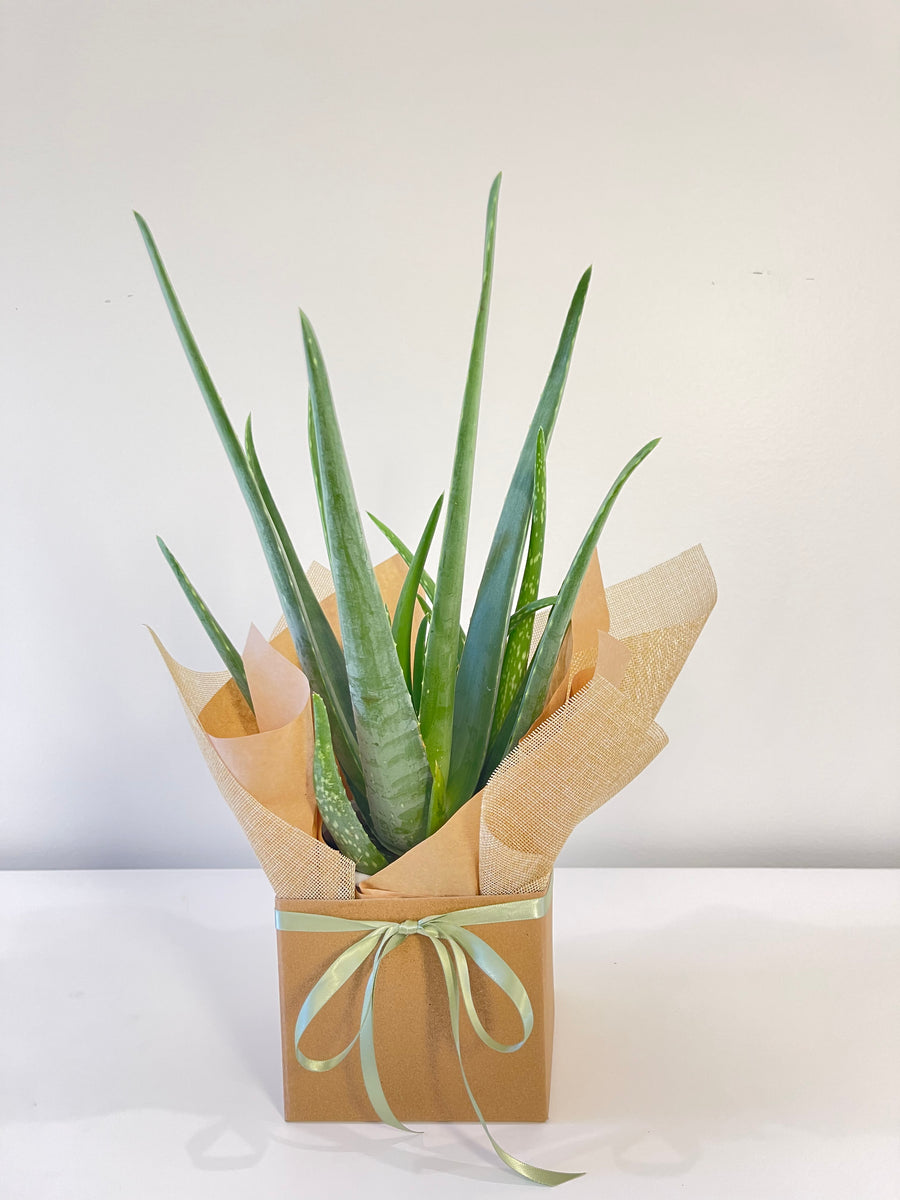 Aloe Vera Plant 130mm