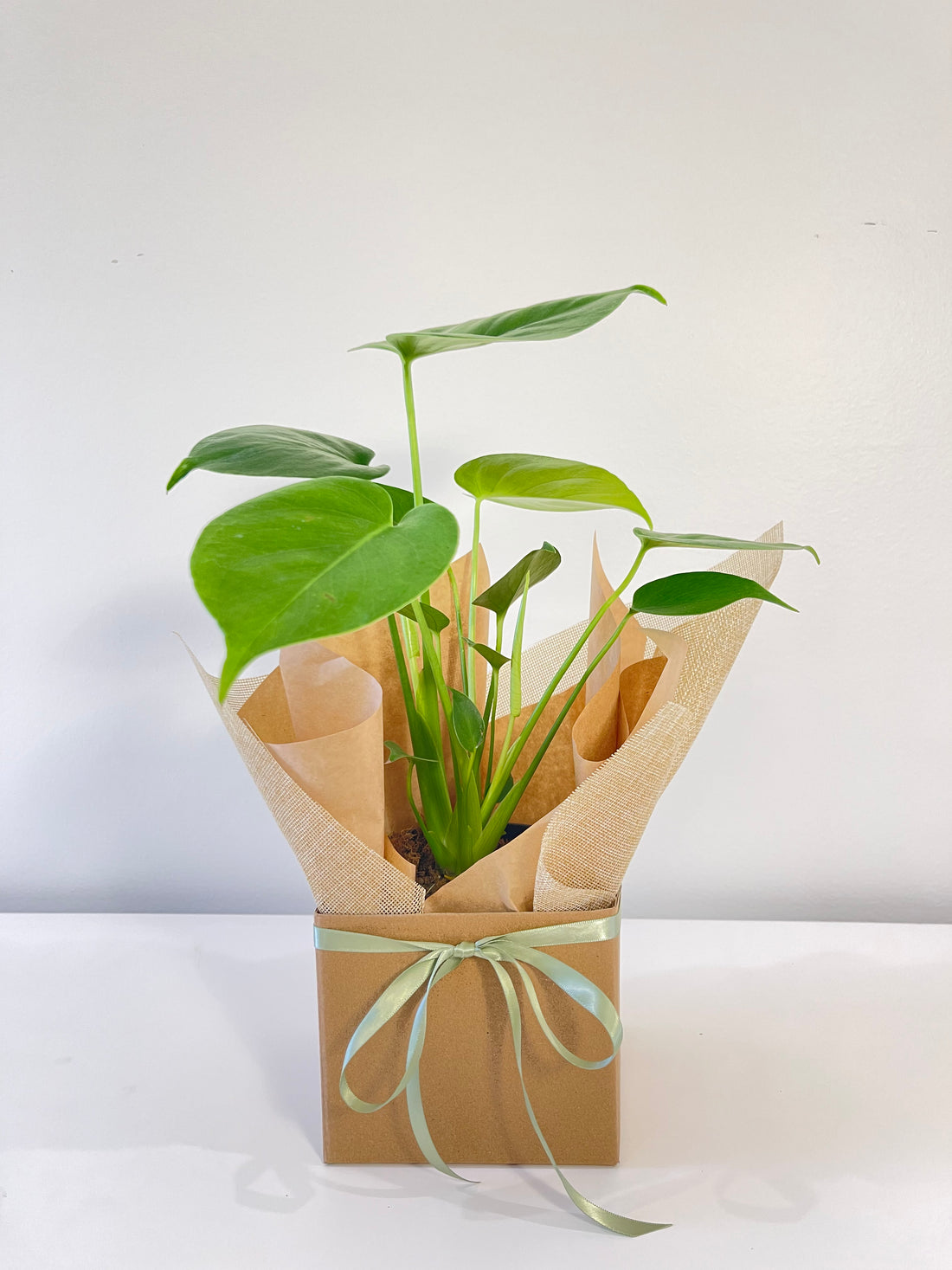 Monstera Delicosa