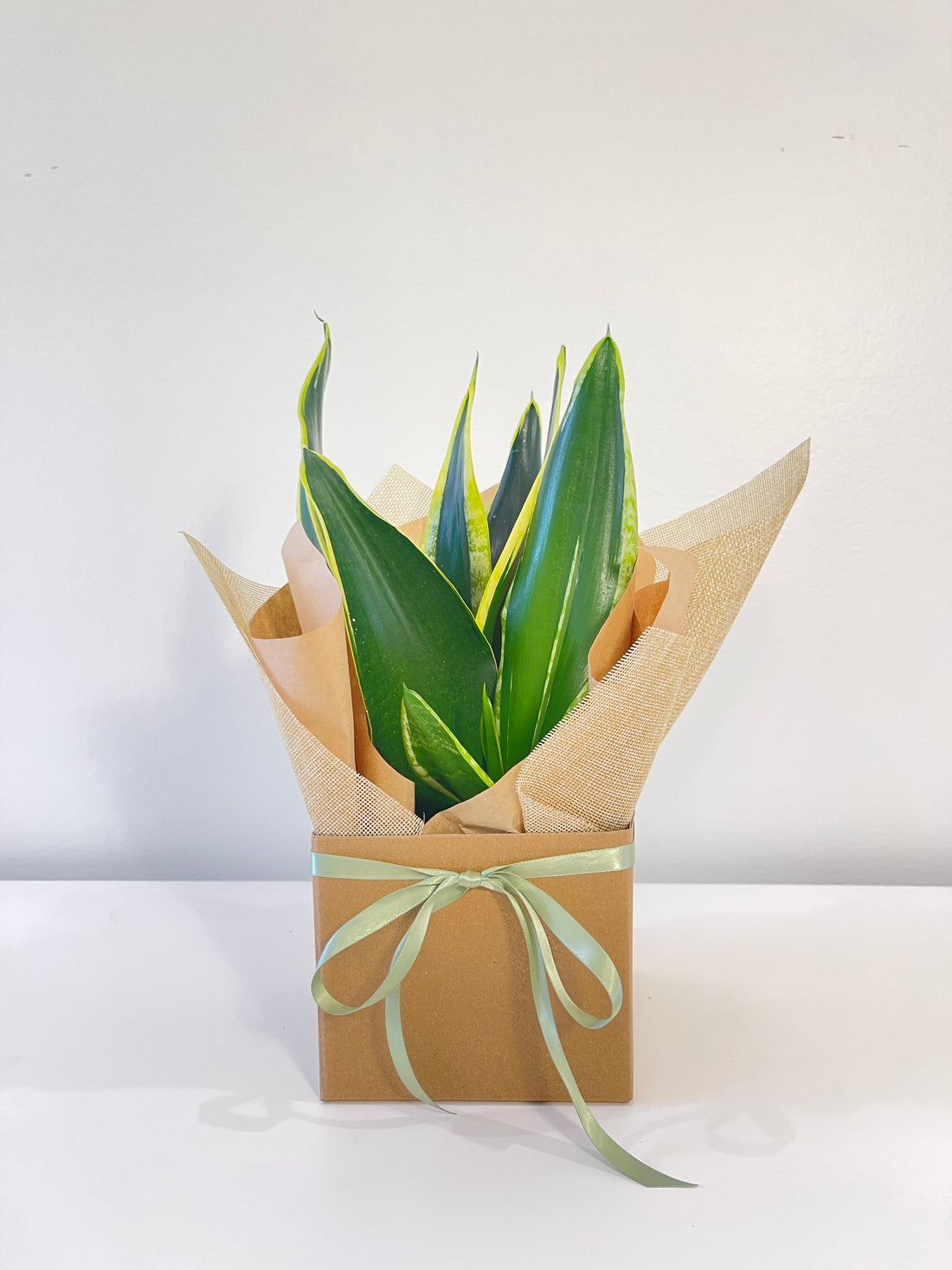 Small Snake Plant 120mm.