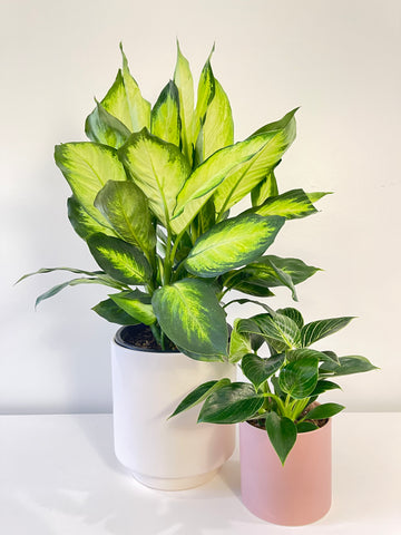 Dieffenbachia Dumb Cane 200mm
