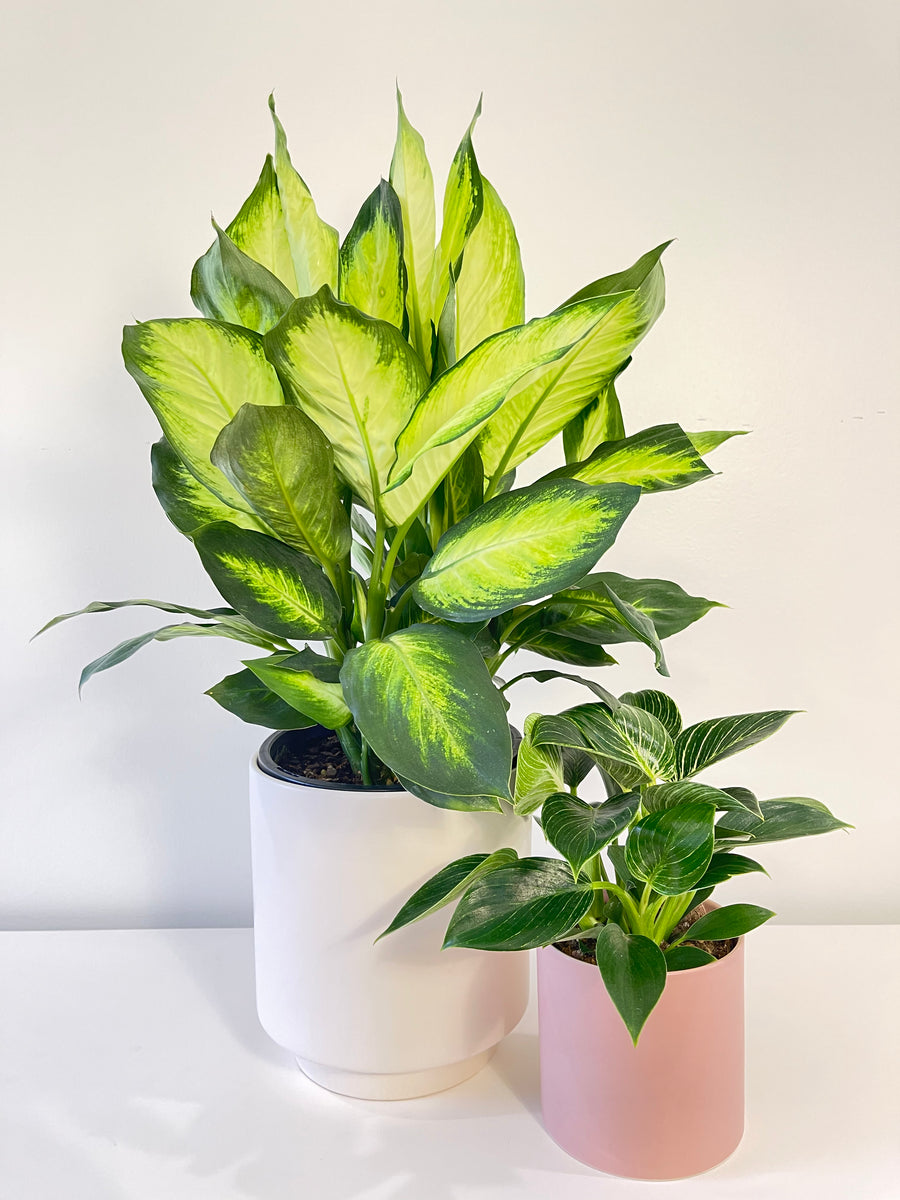 Dieffenbachia Dumb Cane 200mm