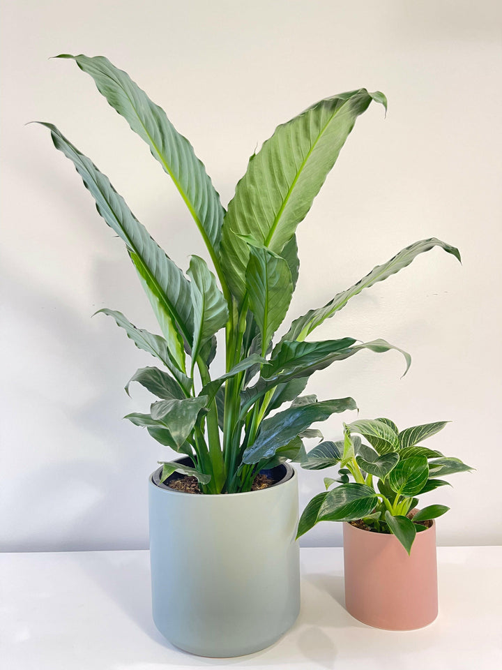 Blue Moon Peace Lily.