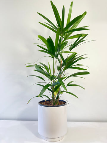 Rhapis Excelsa Lady Finger Palms.