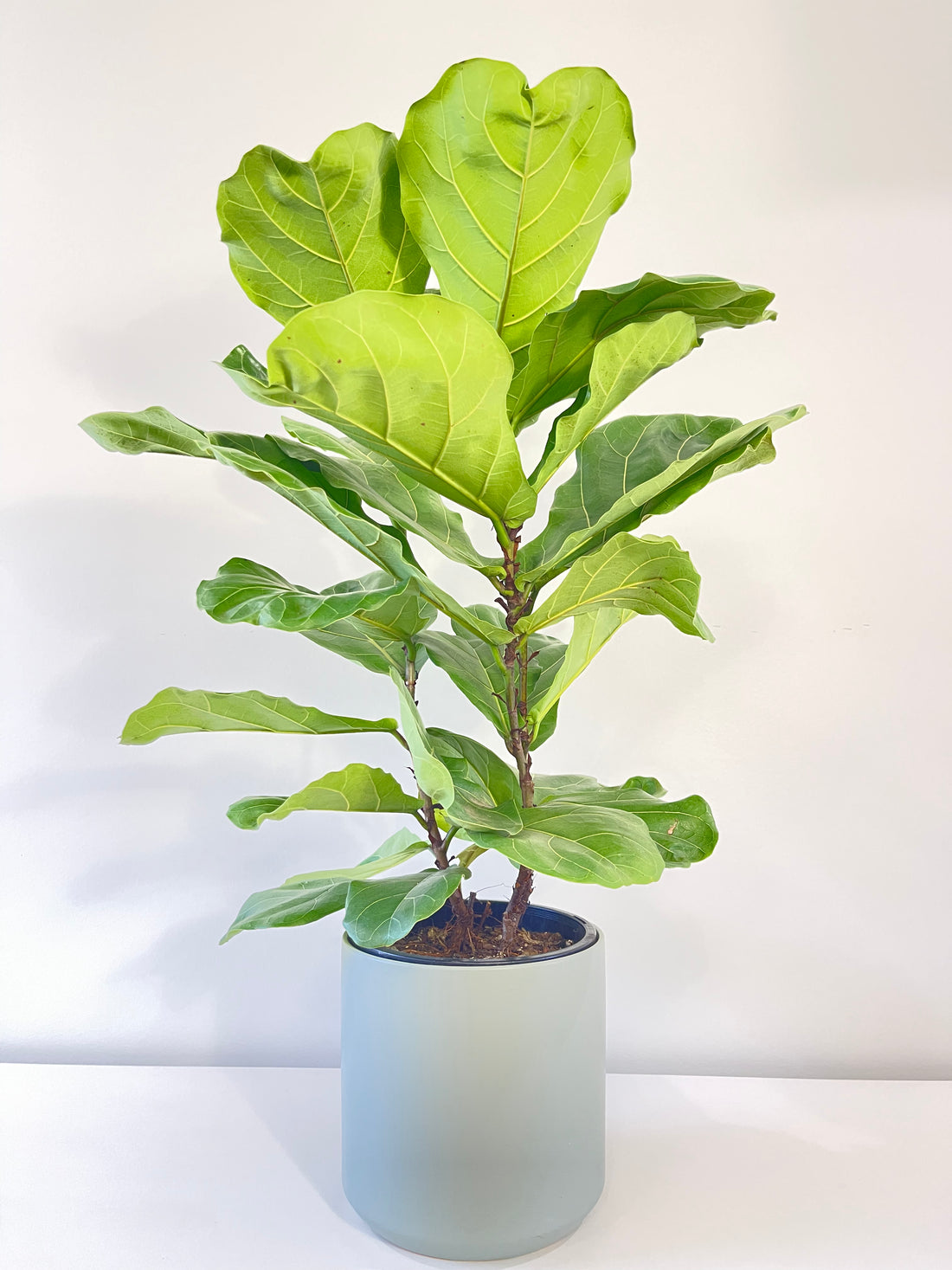 Fiddle Leaf Fig.