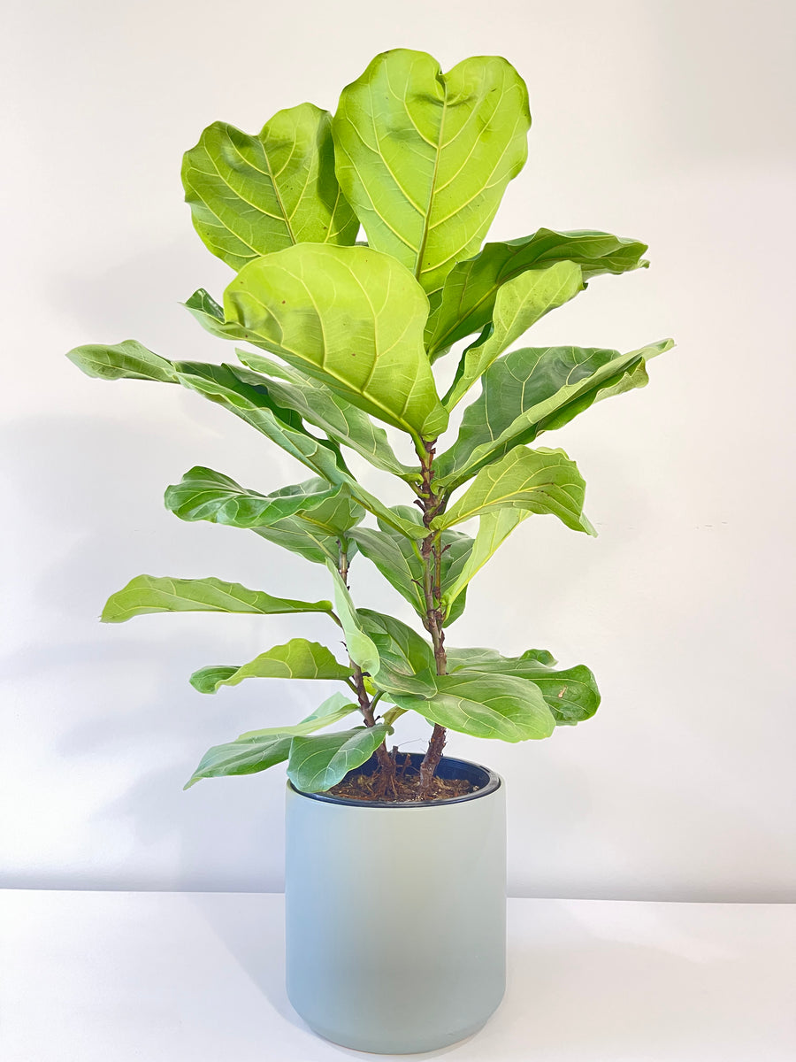 Fiddle Leaf Fig.