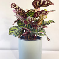 Calathea Makoyana Peacock Plant.