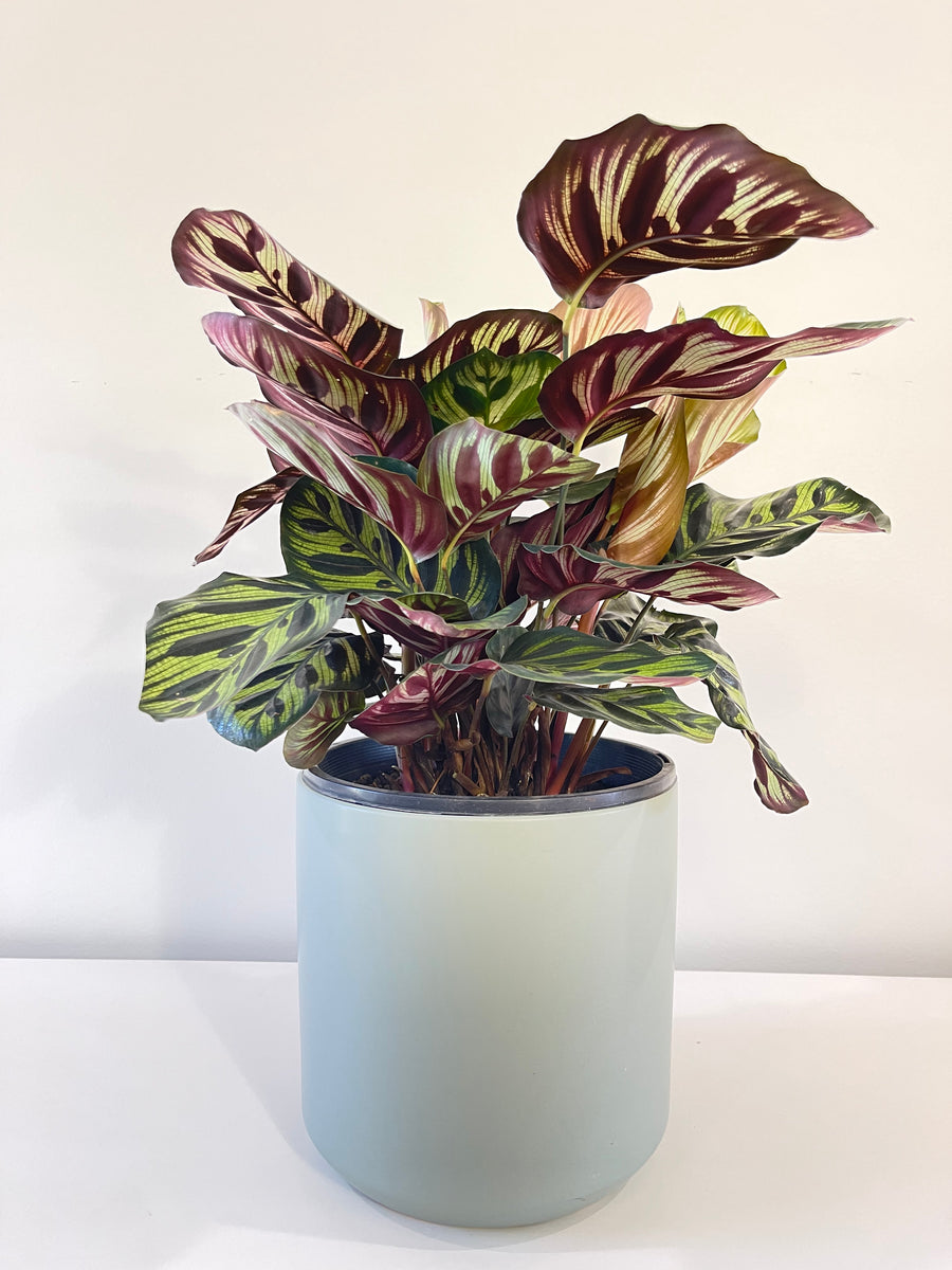 Calathea Makoyana Peacock Plant.