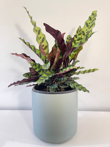 Calathea Lancifolia Rattlesnake Plant